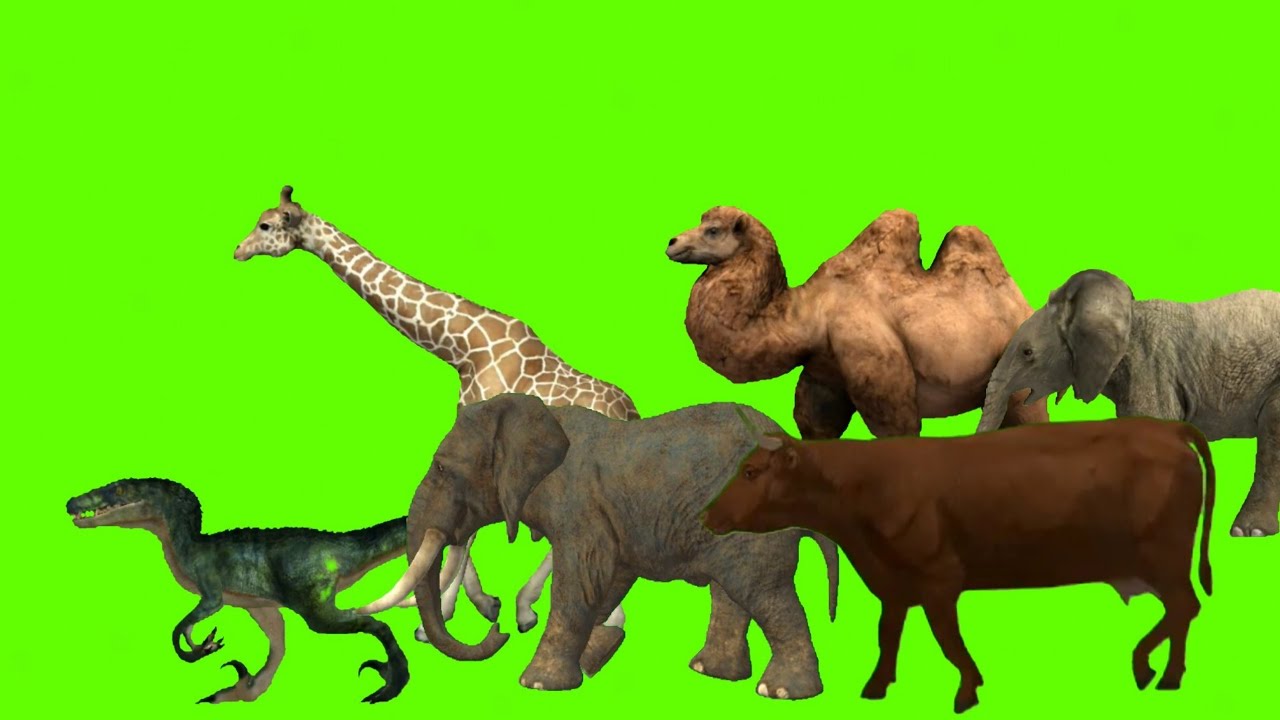 Animal stampede green screen / Animals running green screen # ...