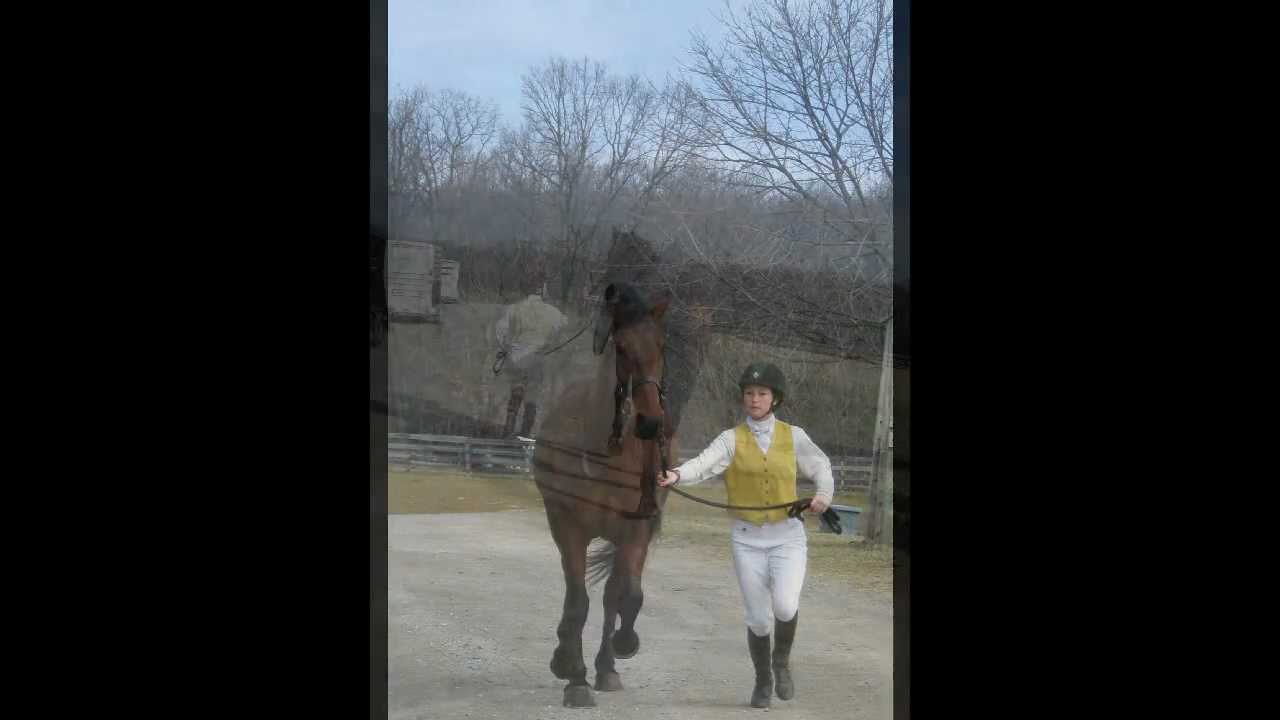 Pendleton, 4 year old Cleveland Bay horse for sale