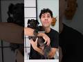 Cuanto cuesta tener un perrito en Japon? #shorts