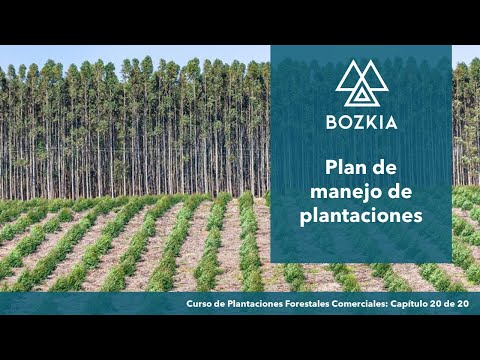 Video: Cómo Participar En Una Plantación Forestal