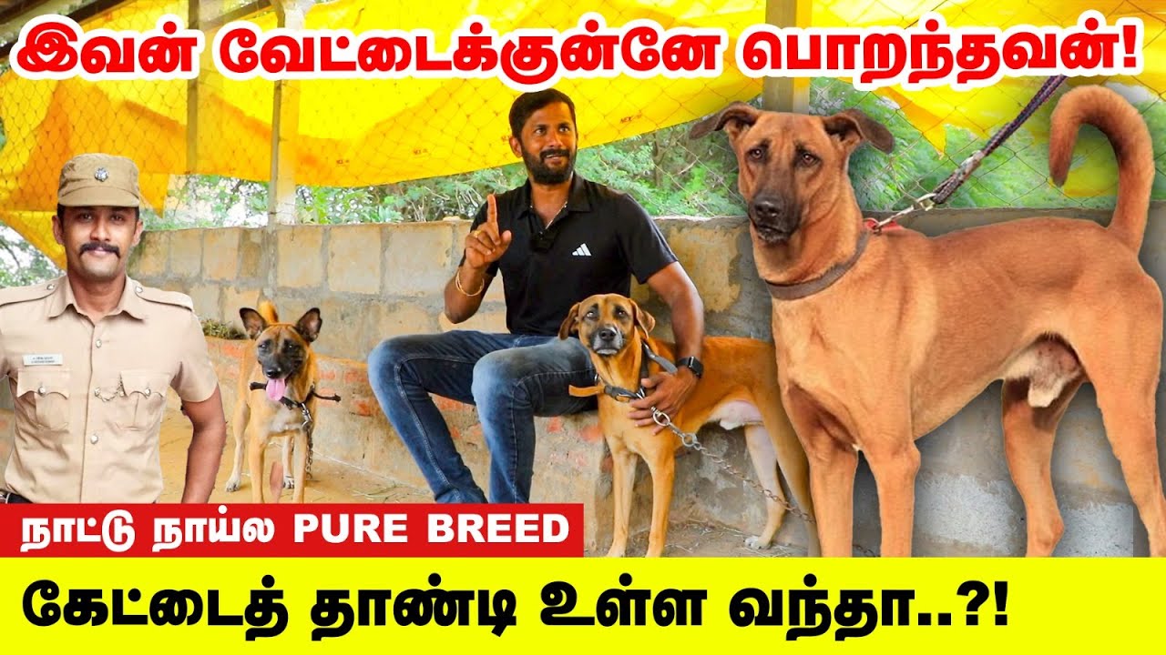 கோம்பை Dog... ஓனர்னா உயிரைக் கொடுக்கும் | Thanjavur Sivam Farms