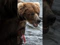 TAMRON reels Katmai Bears