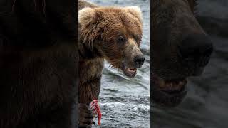 TAMRON reels Katmai Bears