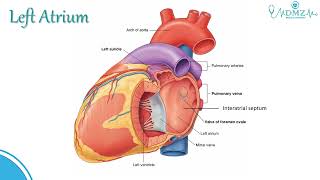 Left Atrium Anatomy Explained | Heart Chambers Made Simple