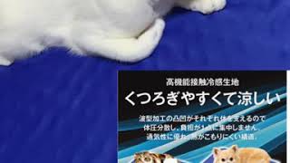 【暑さ対策】【ペット】犬猫用ひんやりマット。気に入ってくれるのか･･･？？