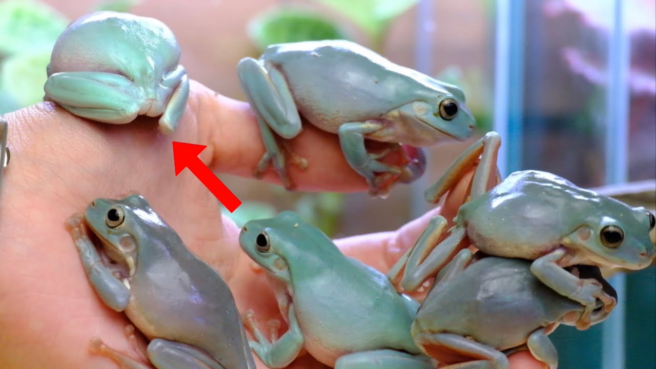 6匹のカエルに囲まれるとこうなりますw