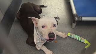 Acs A821649