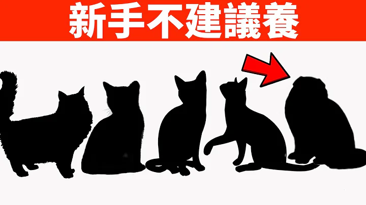 新手不建議養的5種貓，特別是最後一種，老司機也不能養！【初識貓咪EP4】 - 天天要聞