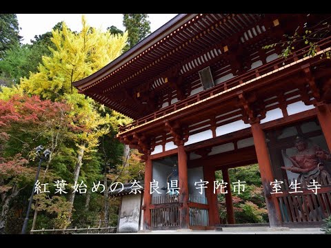 紅葉始めの奈良県 宇陀市 室生寺 写真紀行 21 Youtube