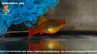 аквариумная рыбка высокоплавничная пецилияили или лимия, содержание и уход за ней