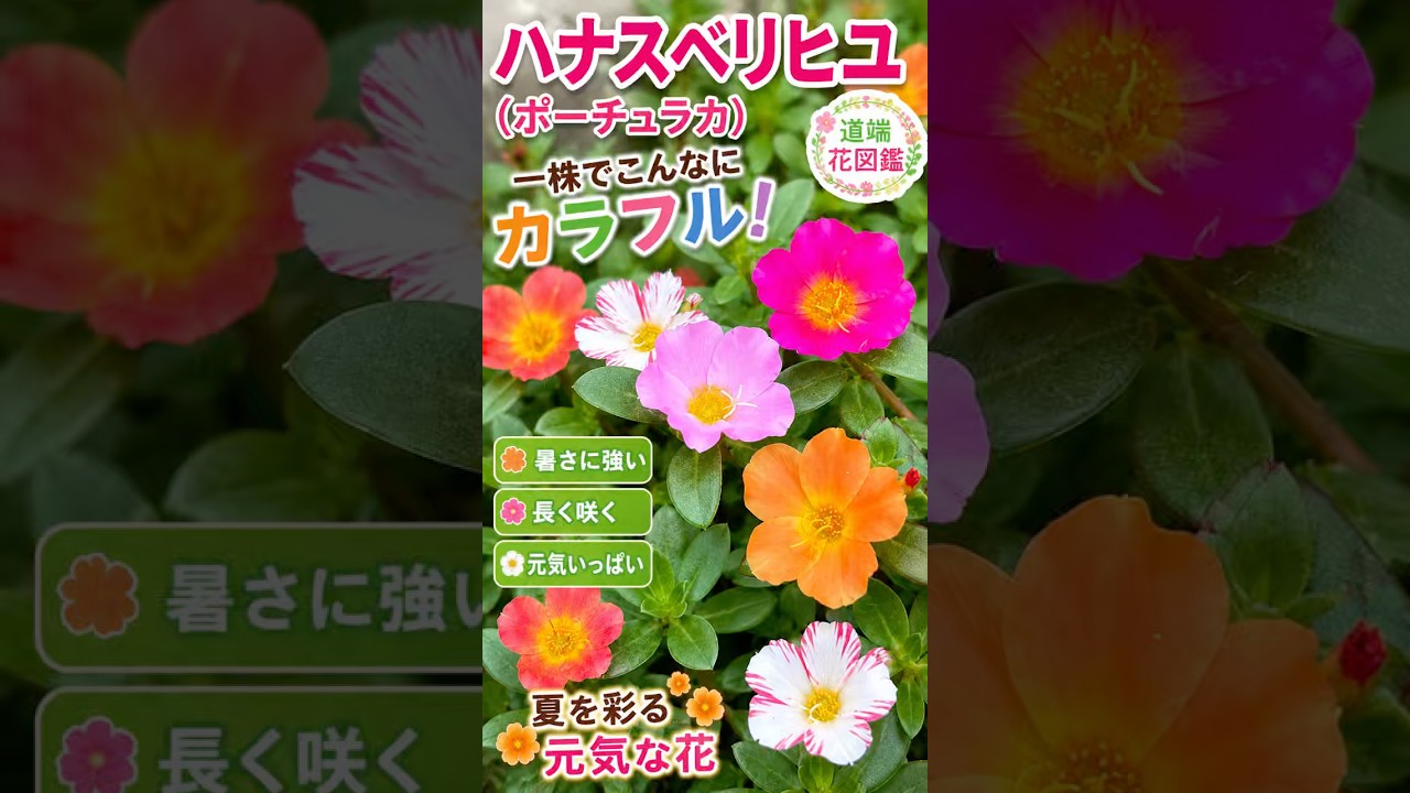 So Colorful on Just One Plant! 🌸 The Charm of Moss Rose