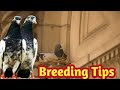 Pigeons Breeding Tip