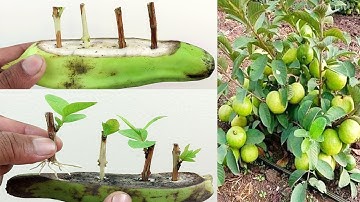 Unique Skill Propagation Guava Tree Growing Fast Use Banana Fruit