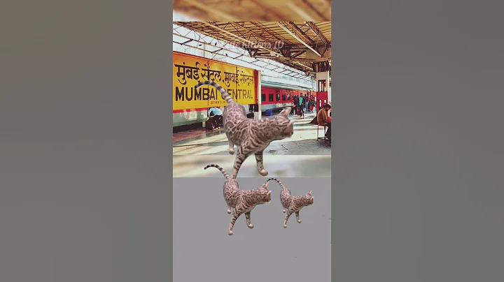 Video 7323731: sphynx cat fight, sphynx kittens fighting, sphynx kitten bathing, sphynx cat cleaning, sphynx cat sounds, cat cartoon kitten, cat cute cartoon kitten, cat cartoon funny kitten