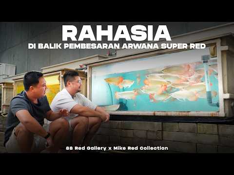 Feeding giant super red Arowana