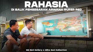 THE SECRET BEHIND THE BREEDING OF SUPER RED AROANA FISH! - 88 Red Gallery x Mike Red Collection