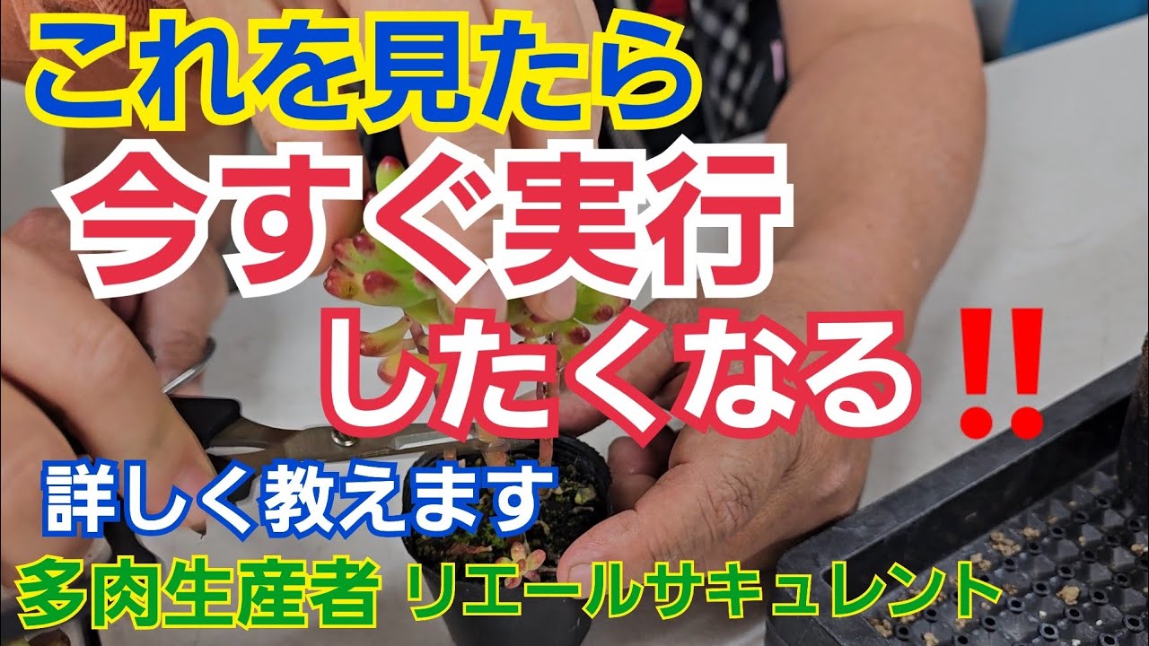 【多肉植物】【ここで切る】これを見たら、今すぐ実行したくなる‼️切る所詳しく教えます🎵2025年1月31日