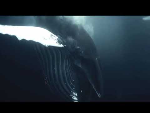Humpback whale feeding on herring