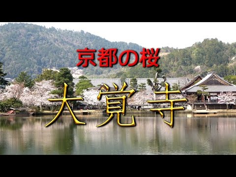 京都の桜 大覚寺 Cherry Blossoms Of Daikakuji Temple In Kyoto Youtube