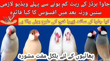 Java Sparrow Important Information | Java Finch Business Future in 2024-2025 | Samad Birds Tv