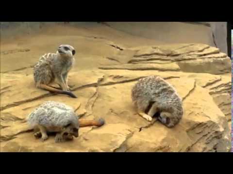 Sleeping Meerkat Falls off Rock