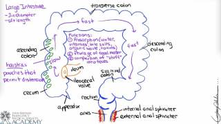 Large Intestine & Defecation