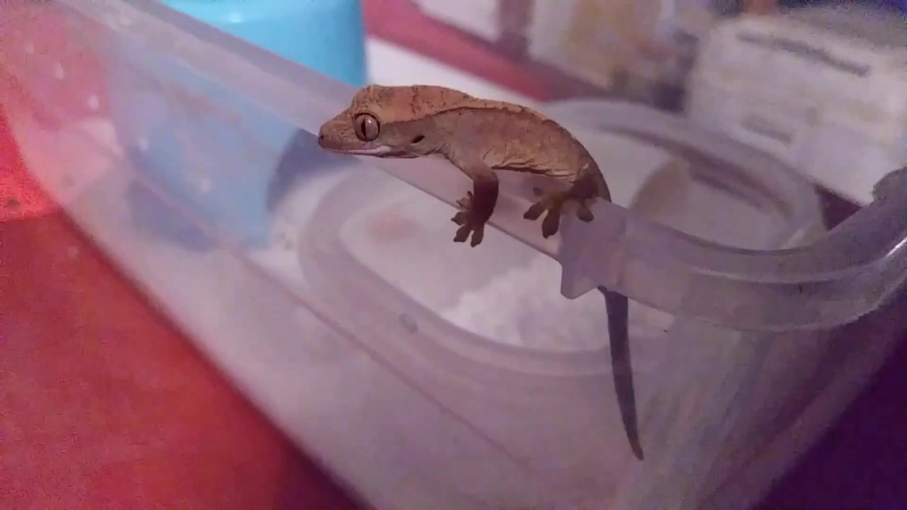 Opening the incubator for a look at the first baby Crested Gecko