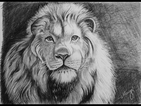 Charcoal sketch of Lion - YouTube