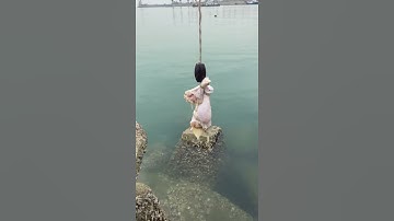 memancing kepiting dengan ayam