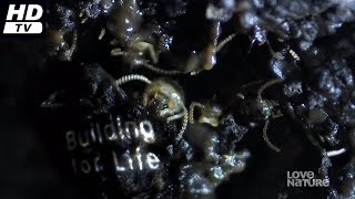 Amprods - Life Stories  -07-  Building for Life  2013  Documentary  HD 720p