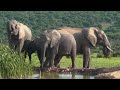 Addo National Park video - (Elephants; Lions; Buffalos; Kudu and many other wildlife)