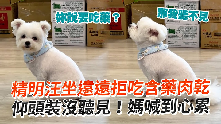 精明汪拒吃含藥肉乾！仰頭裝沒聽見...媽喊到心累｜寵物動物｜精選影片