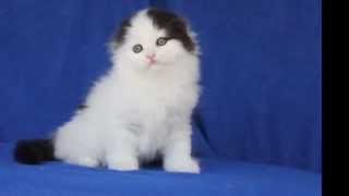 Majesty Cats kittens sale odessa Majesty Cats kittens sale odessa