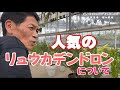 人気の　リューカデンドロン　岐阜農場から　生ライブ　植物紹介【おうちでガーデニング】開花園チャンネル