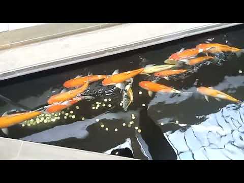 koi fish at APM mall Cebu/so cute and big with different colors 🤩❤️ koi fish at APM mall Cebu/so cute and big with different colors 🤩❤️