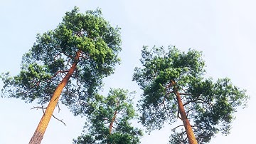 Test of Pines with wind animation in GrowFX