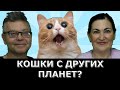 Кошки любят нас? Они забирают смерть человека? Коты как камеры наблюдения?