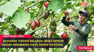 Download Lagu Budidaya Terong Belanda (Kemar), Buah Lebih Besar Sebulan Bisa Panen 2 Ton MP3