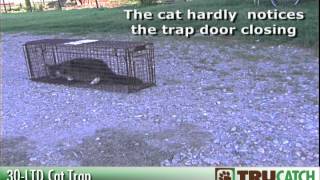 Cat Trapping  Part 1
