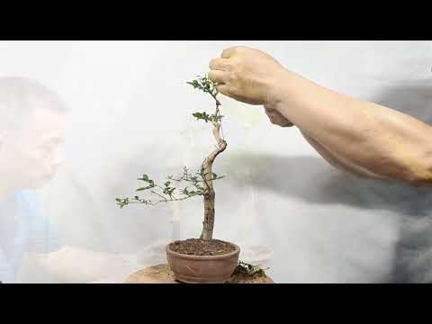 Video: Alm småbladig på platsen och i form av bonsai