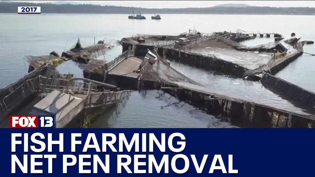 Fish farming net pens being removed in Washington state