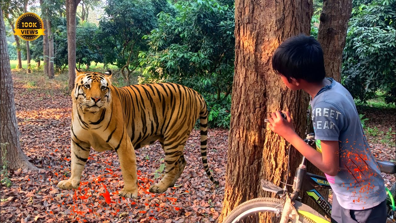 Tiger attack man in the jangel| Tiger attack in the forest| Royal Bangal tiger l #tiger #attac #lion