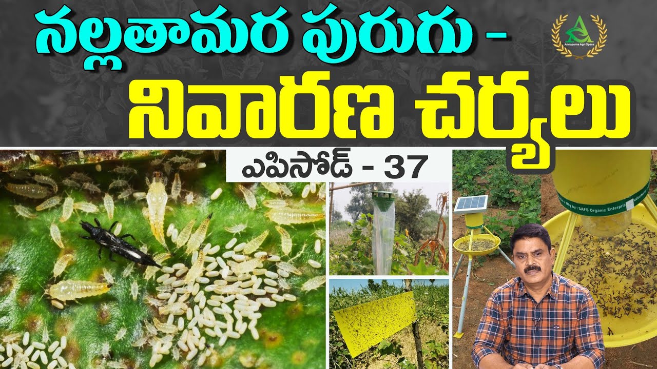 Episode 37_ How to prevent black thrips in chilli crop | Annapurna agri space | Prathibha biotech