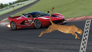 سباق السرعة بين الفهد الصياد والسيارة الأسرع فى العالم!