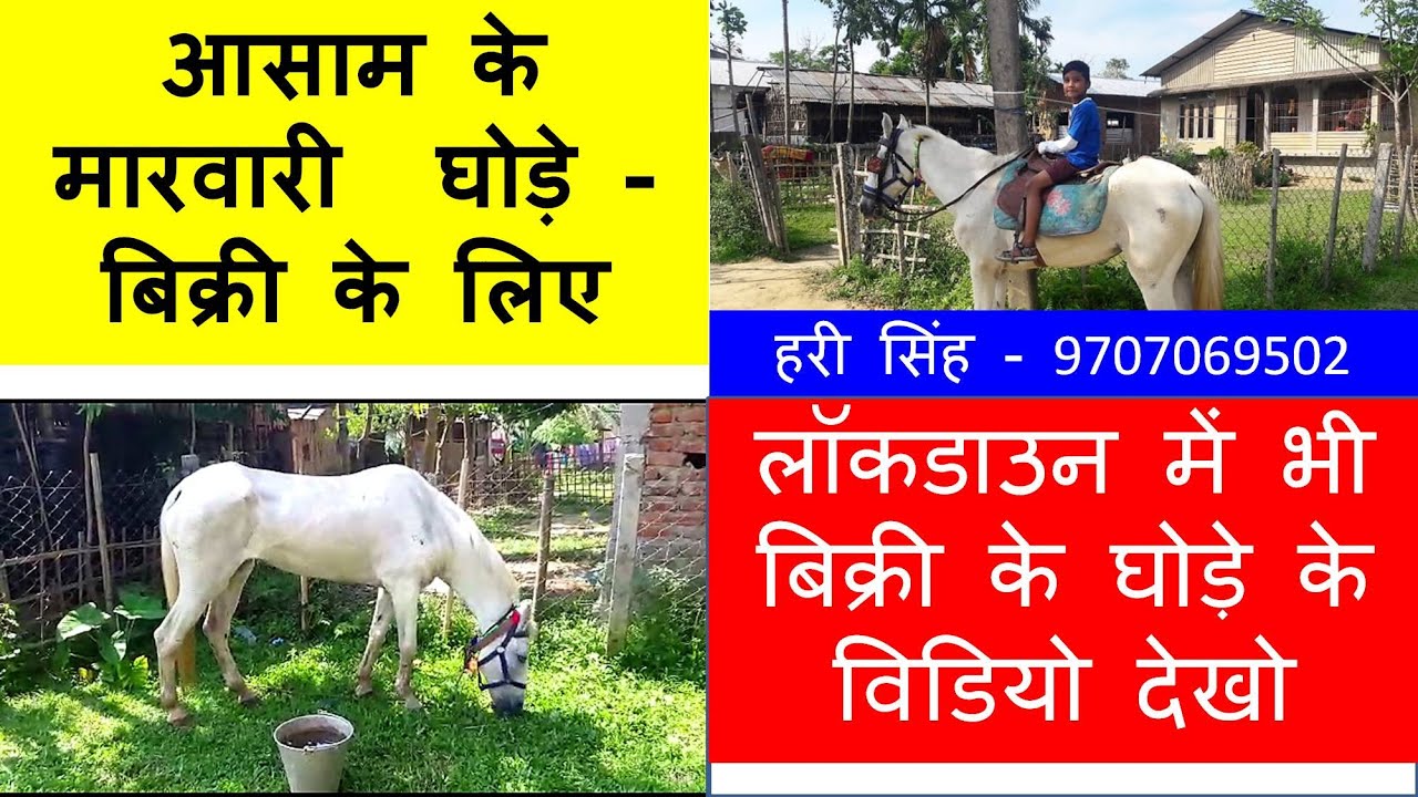 देख लो आसाम के मारवारी घोड़े हरी सिंह 9707069502 Marwari Horses In