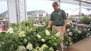 All About Hydrangeas