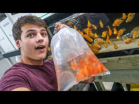 buying-colorful-fish-for-my-aquarium!!!
