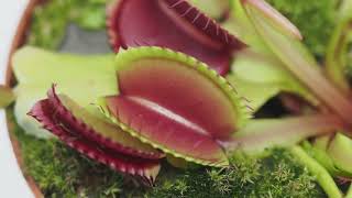 Venus Flytrap: closing a trap Net Worth