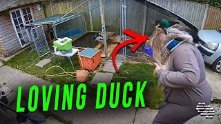 Duck in Mating Season Flew Onto Owner’s Shoulder and Refused to Let Go