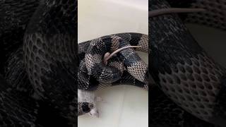 Honduran Milk Snake For Sale